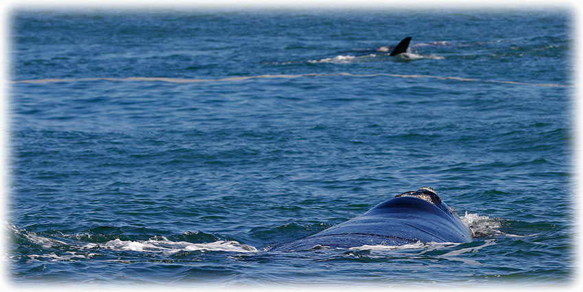 Whale watching with Southern Right Charters in Hermanus