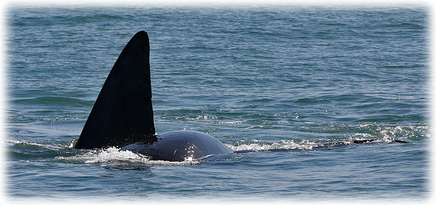 Whale watching with Southern Right Charters in Hermanus