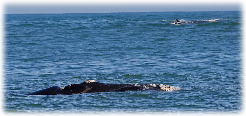 Whale watching with Southern Right Charters in Hermanus