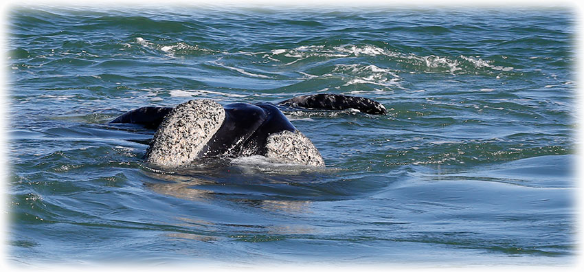 Whale watching with Southern Right Charters in Hermanus