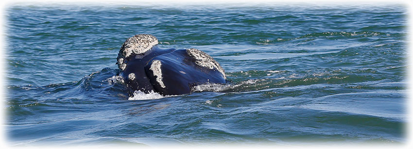 Whale watching with Southern Right Charters in Hermanus