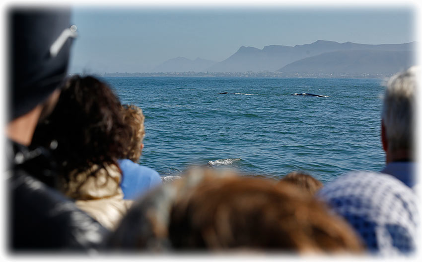 Whale watching with Southern Right Charters in Hermanus