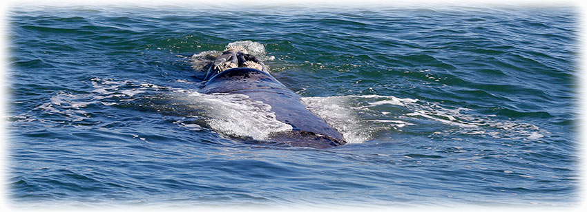 Whale watching with Southern Right Charters in Hermanus