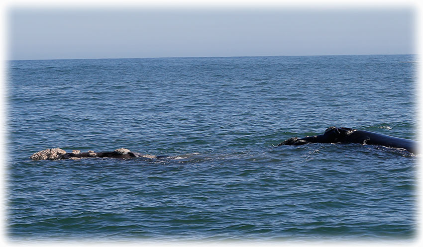 Whale watching with Southern Right Charters in Hermanus