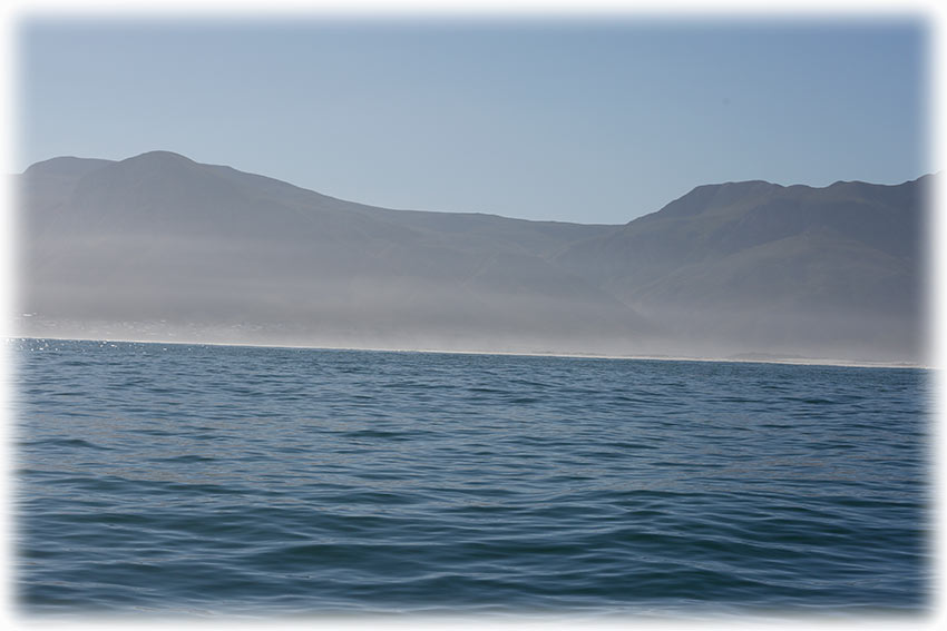 Whale watching with Southern Right Charters in Hermanus