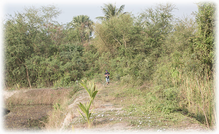 Birding/ Bird watching in the Phetchaburi Rice Fields, Thailand