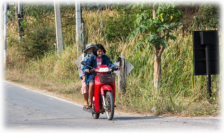 Birding/ Bird watching in the Phetchaburi Rice Fields, Thailand