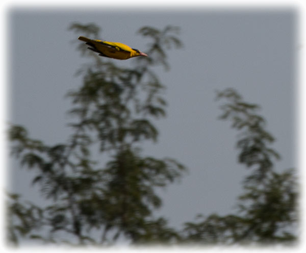 Birding/ Bird watching in the Phetchaburi Rice Fields - Black napped oriole