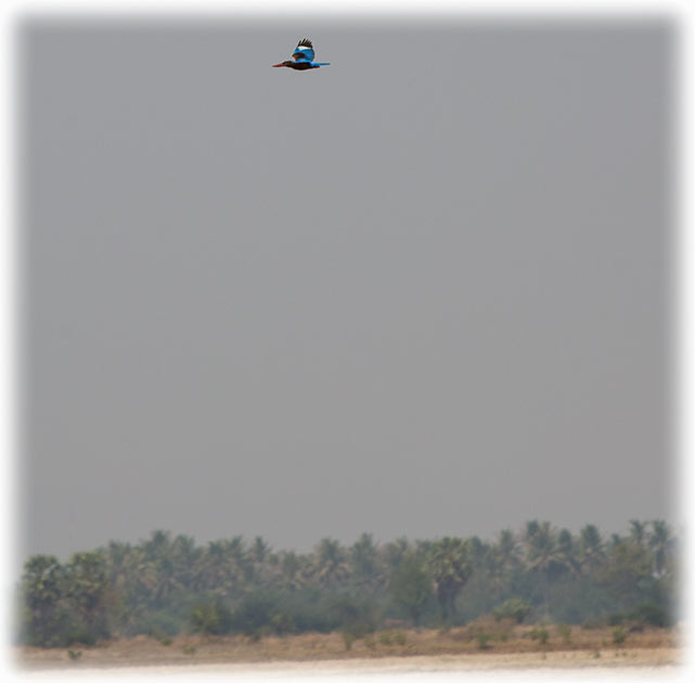 Birding/ Bird watching in the Phetchaburi Rice Fields - White Throated Kingfisher