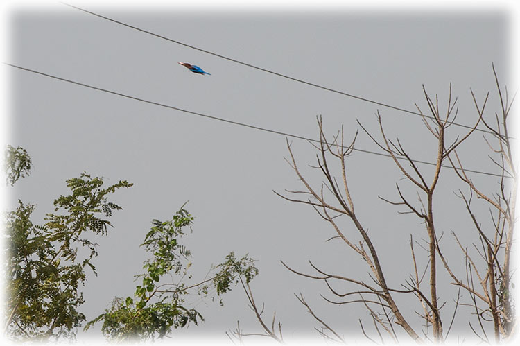 Birding/ Bird watching in the Phetchaburi Rice Fields - White Throated Kingfisher