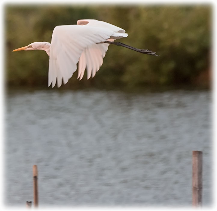 Birding at Mo Baan Pramong in Thailand - Great Egret