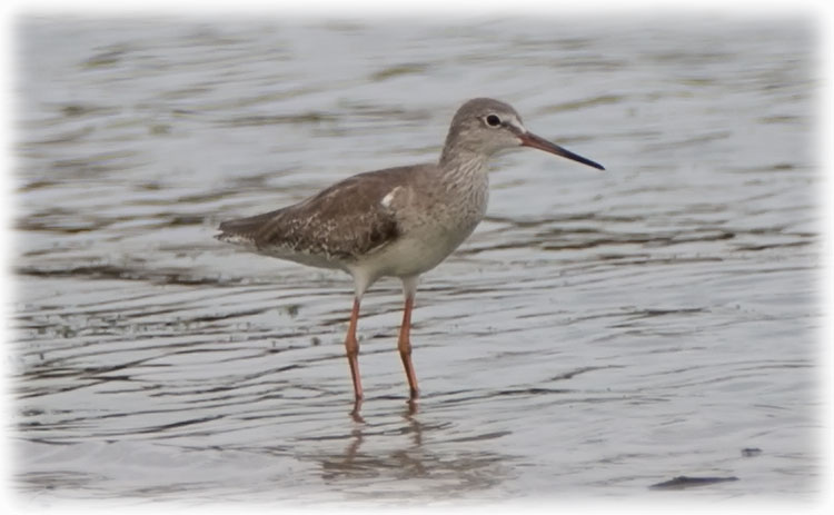 Birding at Mo Baan Pramong in Thailand