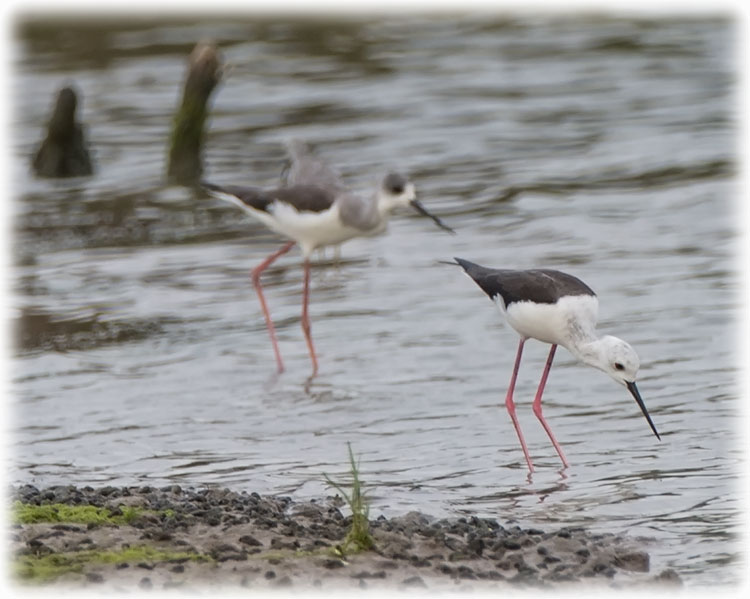 Birding at Mo Baan Pramong in Thailand