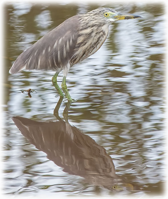 Birding at Mo Baan Pramong in Thailand - Pond Heron