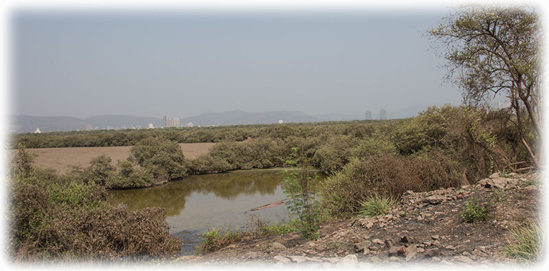 Birding/ Bird watching in Mumbai/ Bombay - Bhandup Pumping Station