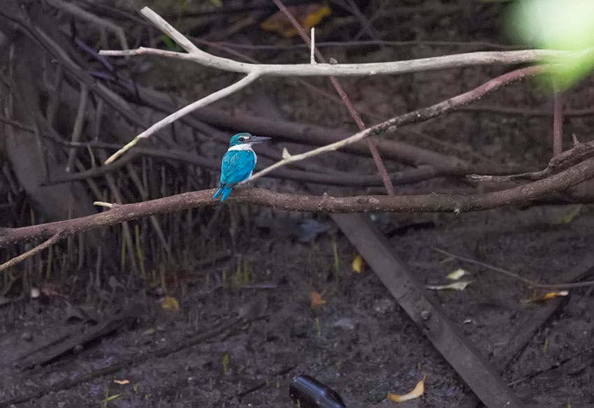 Sungei Buloh Wetland Reserve