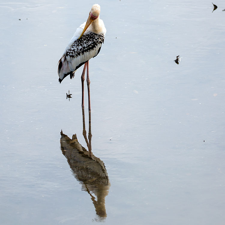 Milky Stork, Mycteria cinerea