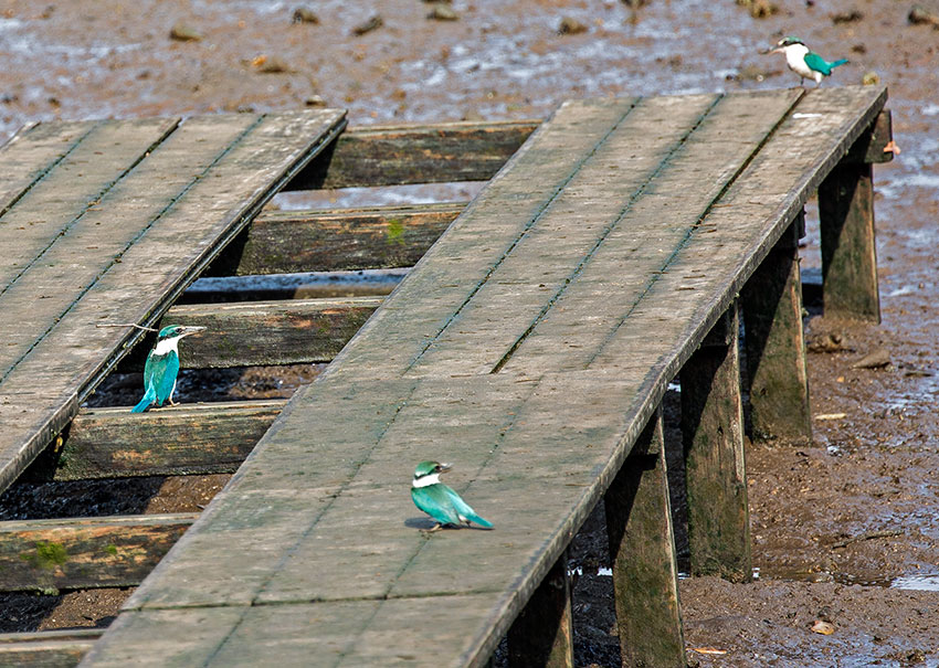 Sungei Buloh Wetland Reserve