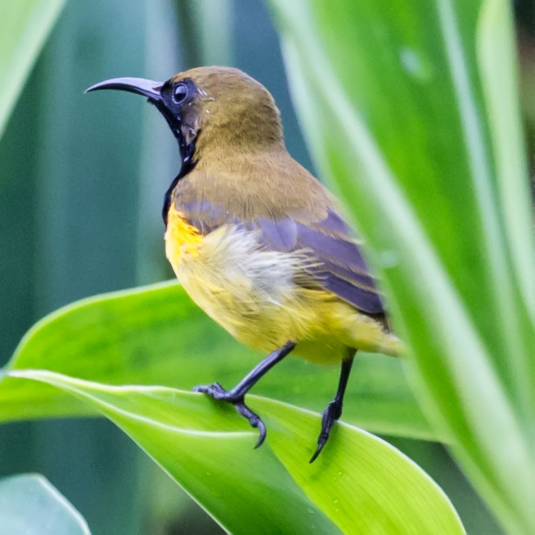 Birding/ Bird watching in Singapore Botanical Garden - Olive-backed Sunbird