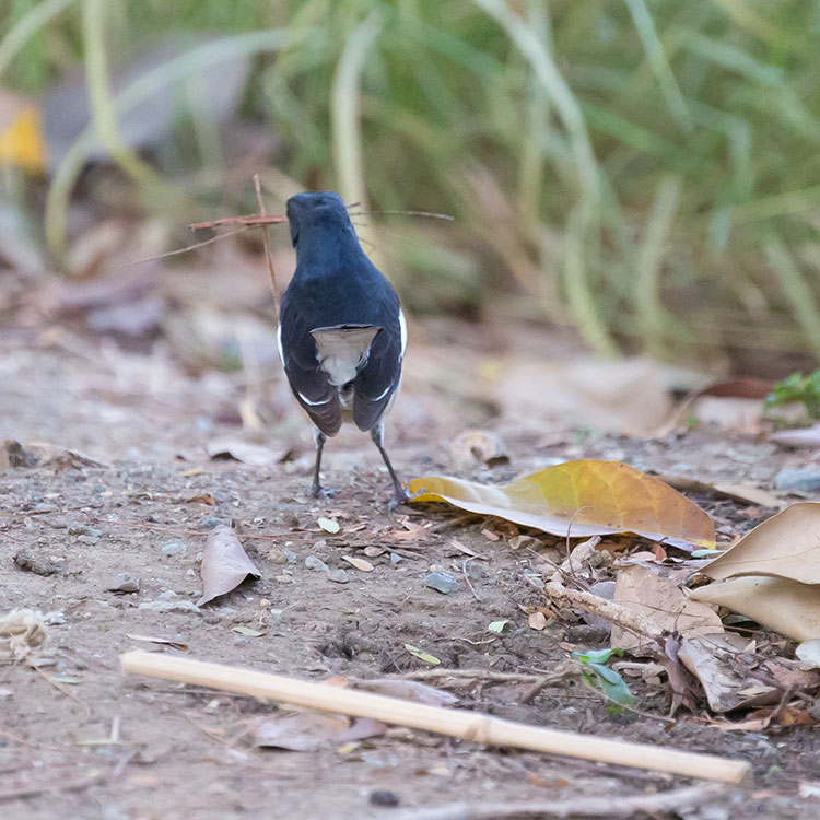 Birding/ Bird watching in Suan Rot Fai/ Queen Sirikit Park in Bangkok, Thailand -  Oriental Magpie Robin / นกกางเขนบ้าน