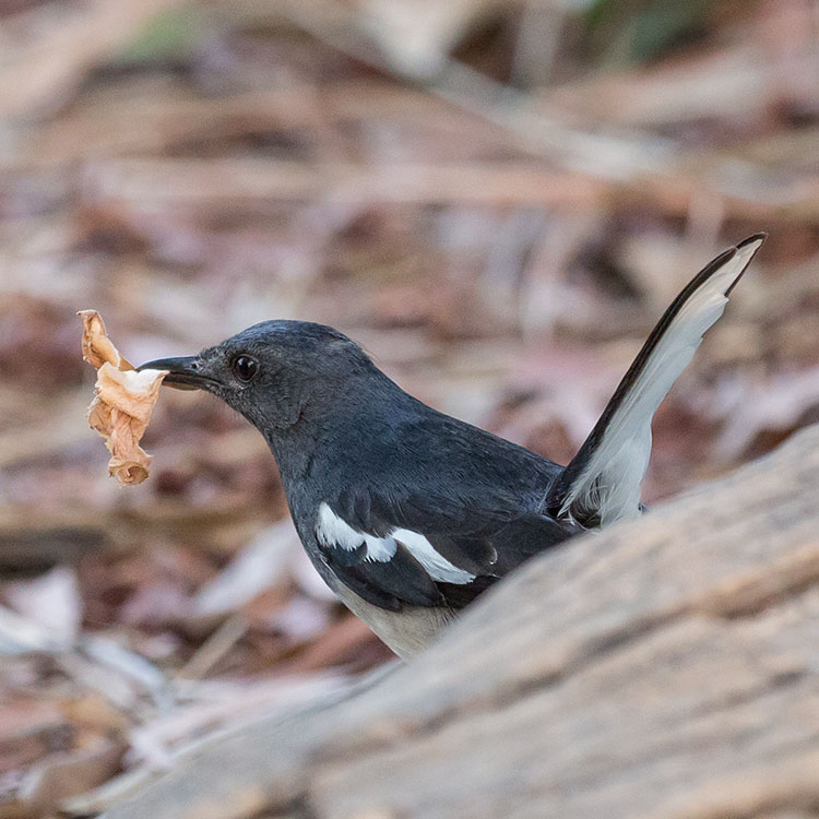 Birding/ Bird watching in Suan Rot Fai/ Queen Sirikit Park in Bangkok, Thailand -  Oriental Magpie Robin / นกกางเขนบ้าน