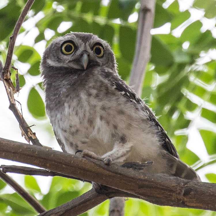 Birding/ Bird watching in Suan Rot Fai/ Queen Sirikit Park in Bangkok, Thailand - Spotted Owlet / นกเค้าจุด 