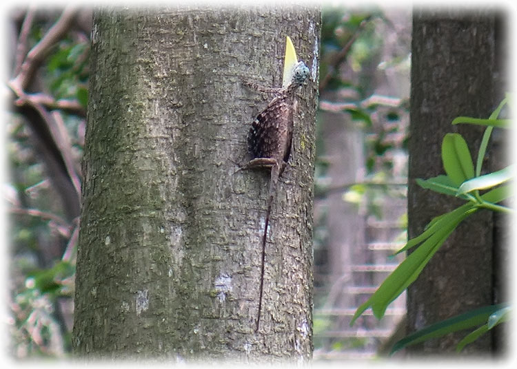 Jurong Bird Park