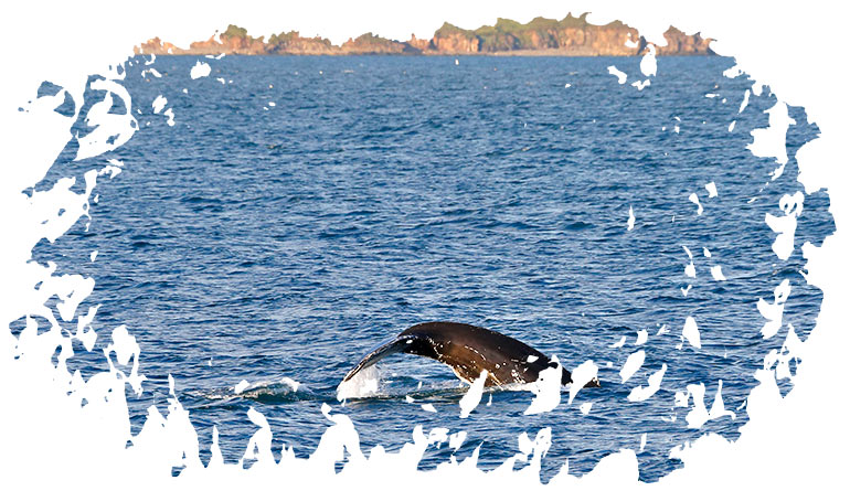 Ambassador Whale Watching in Akureyri