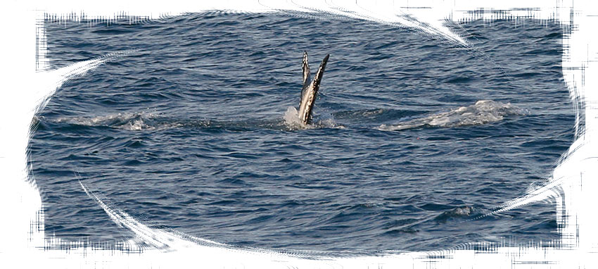 Ambassador Whale Watching in Akureyri