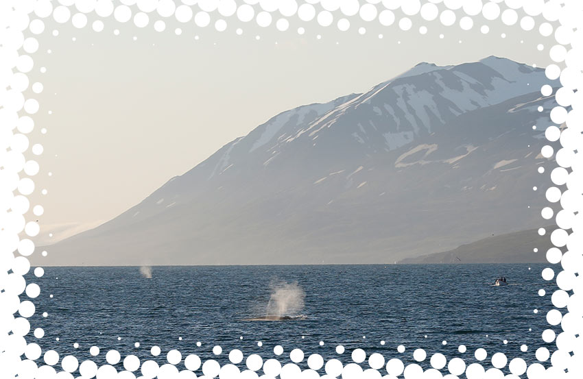 Ambassador Whale Watching in Akureyri