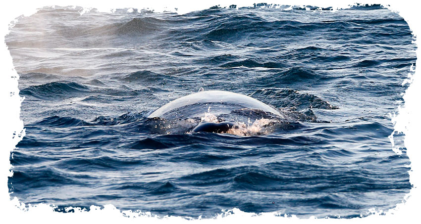 Ambassador Whale Watching in Akureyri