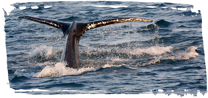 Ambassador Whale Watching in Akureyri