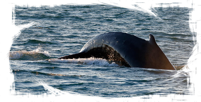 Ambassador Whale Watching in Akureyri