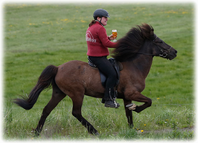 Gauksmyri - Icelandic horse show