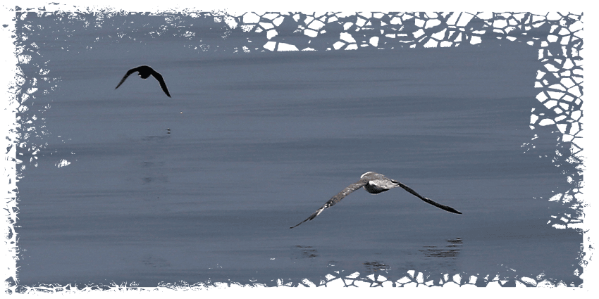 Whale watching with Elding in Reykjavik