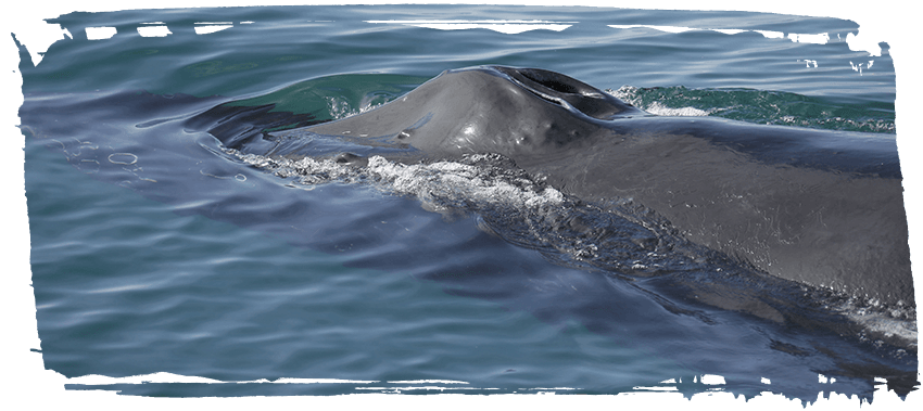 Whale watching with Elding in Reykjavik