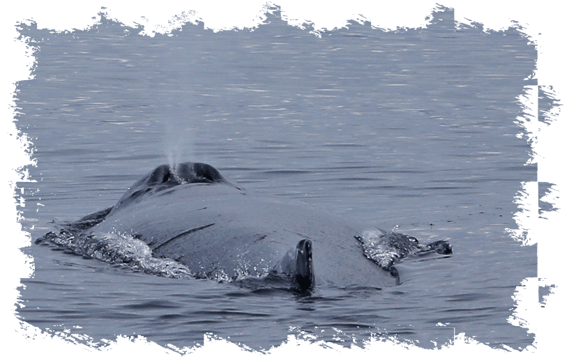 Whale watching with Elding in Reykjavik