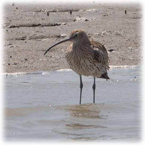 Eurasian Curlew, Numenius arquata, Storspov