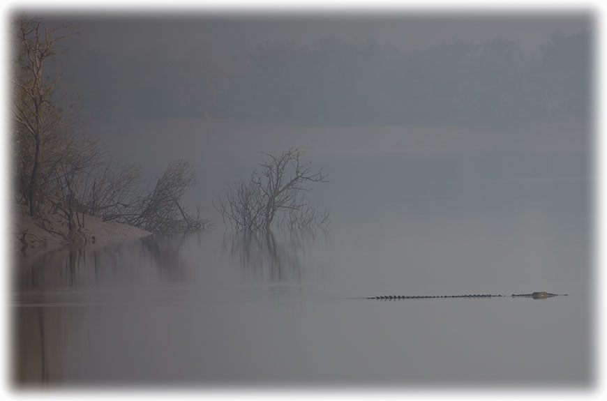 Tiger safari and bird watching in Sundarbans