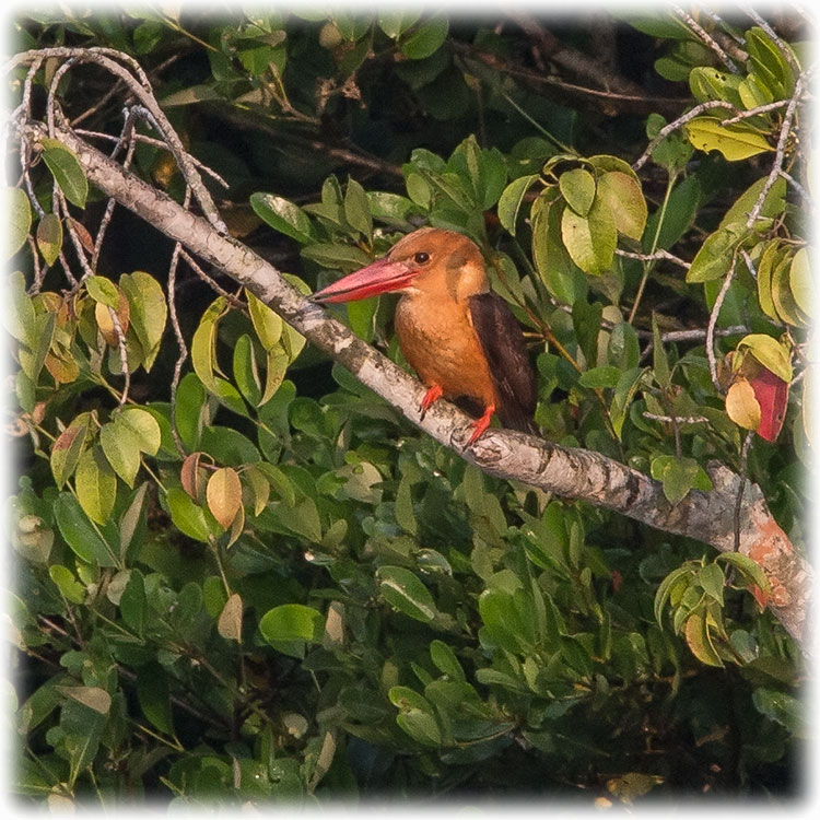 Tiger safari and bird watching in Sundarbans - Brown-winged Kingfisher