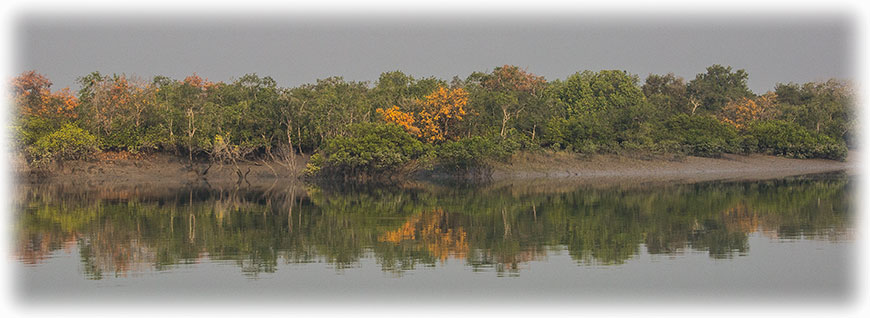 Tiger safari and bird watching in Sundarbans