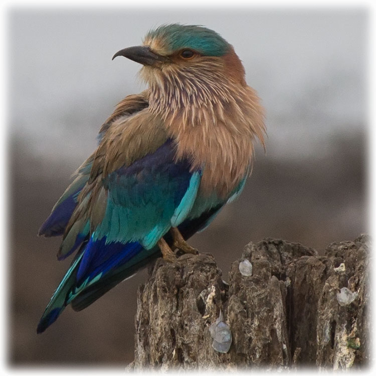 Aladdin's bird watching and Tiger Safari at Tadoba Andhari Tiger Project - Indian Roller