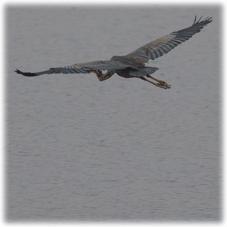 Aladdin's bird watching and Tiger Safari at Tadoba Andhari Tiger Project - Purple Heron