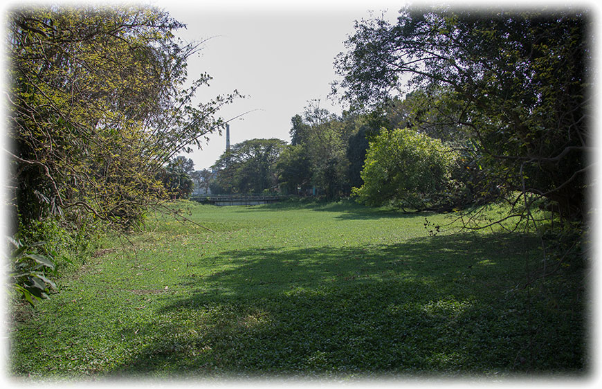 Birding/ Bird watching in Acharya Jagadish Chandra Bose Indian Botanical Garden, Kolkata