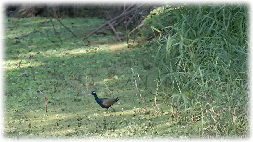 Birding/ Bird watching in Acharya Jagadish Chandra Bose Indian Botanical Garden, Kolkata - Bronze-winged Jacana