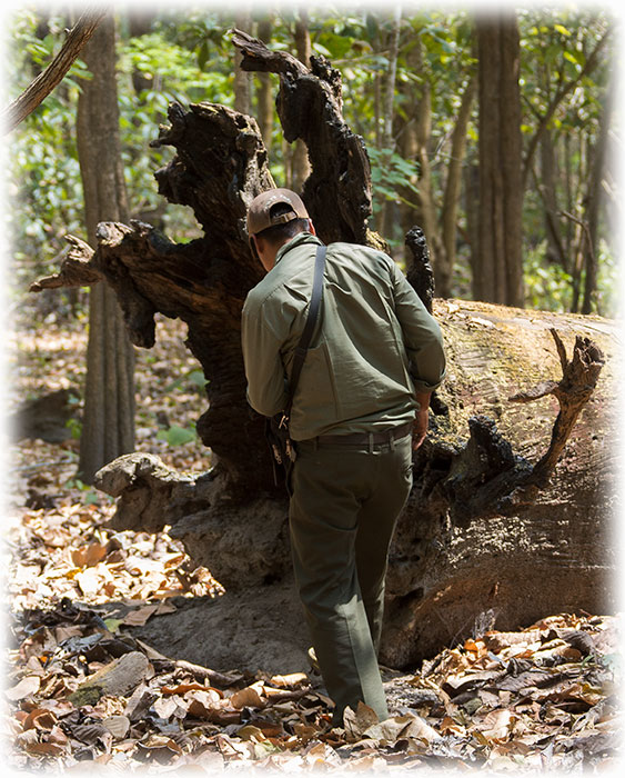 Tiger Safari and bird watching in Chitwan National Park