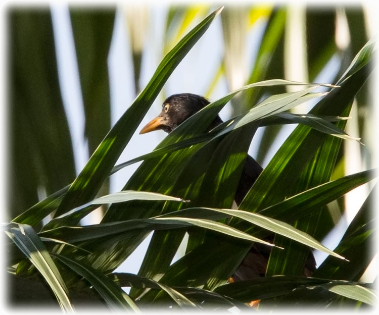 Birding/ Bird watching KL Tower, Kuala Lumpur