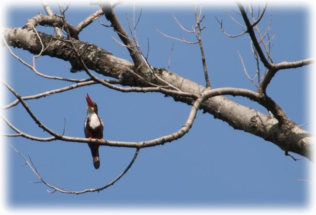 White-throated Kingfisher