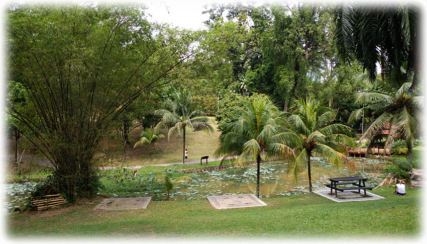 Birding/ Bird watching in Perdana Botanical Garden, Kuala Lumpur