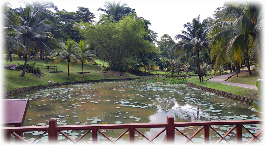 Birding/ Bird watching in Perdana Botanical Garden, Kuala Lumpur